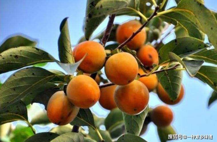 农村娃才能吃到的野生美食,你还能记起几种呢?