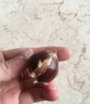 烧肉|最近餐桌上最火的一道菜【板栗烧肉】五花肉新吃法