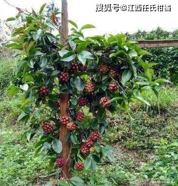 布福娜水果形态特征与种植气候