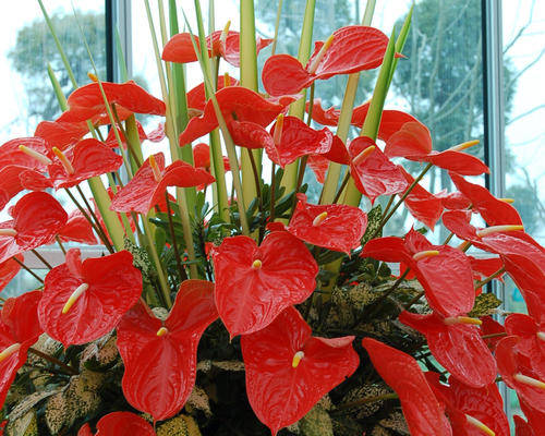 秋天|里边加点“料”，不用担心花烂根啦！秋天给植物换盆