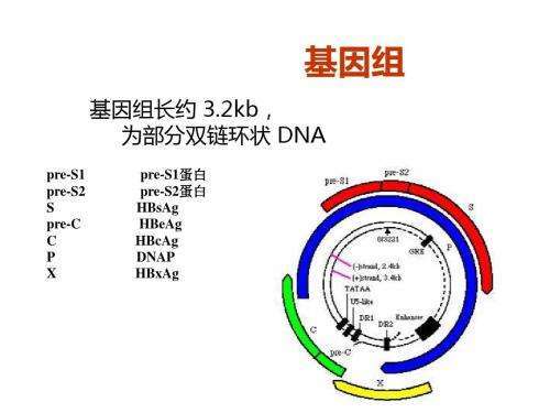 风险|乙肝HBVDNA研究，HCC风险增加无关，呈非线性抛物线关系