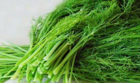 什么时间种小茴香 ff8c9e173f8441dfba9159d76a3b626a.jpeg