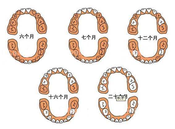 牙齿|坑的不仅是健康，还有孩子的颜值与智商宝宝辅食没吃对