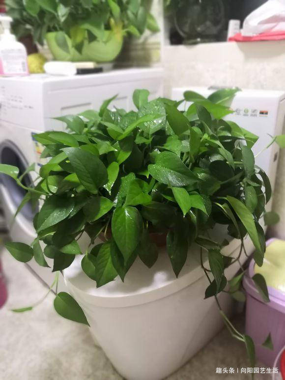 绿萝浇什么肥料可以长得更快 596af145fae54565bd21a2474dfc7a97.jpeg