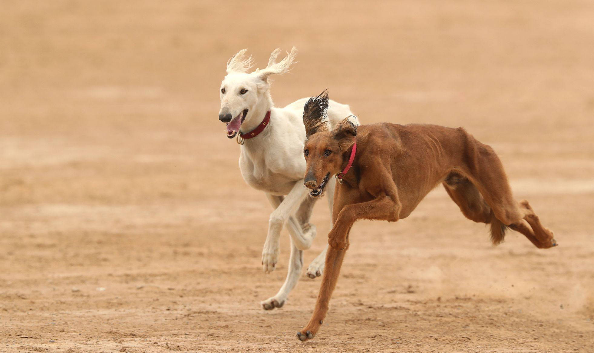 格力犬长得跟中国细犬很像,它们同时都是很出色的猎犬,很多人都会认错