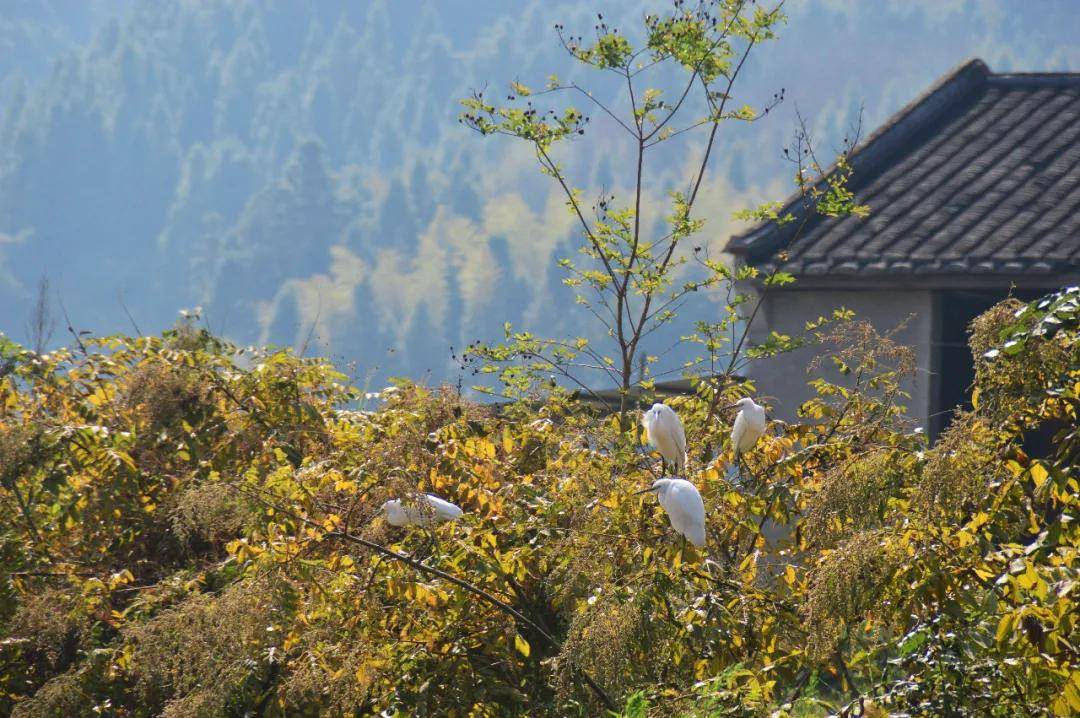 建瓯的这个千年百官村藏着浓浓的乡愁