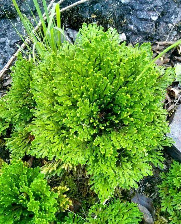 九死还魂草