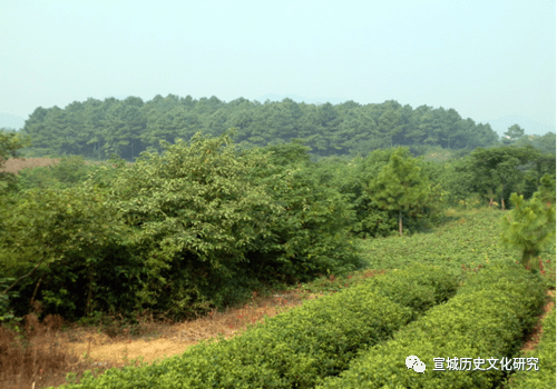 宣城|宣城北乡的唐氏家族