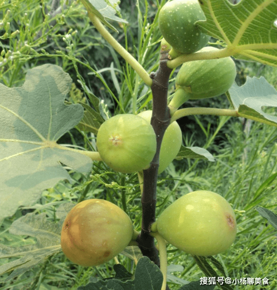 无花果攻略