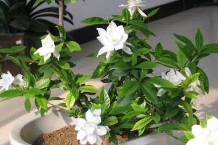 如何养好栀子花 95954ae1bdc44f81a9ae55ed8b4f5132.jpeg