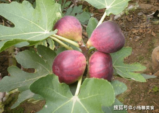 无花果攻略
