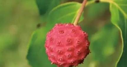 1c6f751392d34f02ad1b4c5dc36e7ae4.jpeg