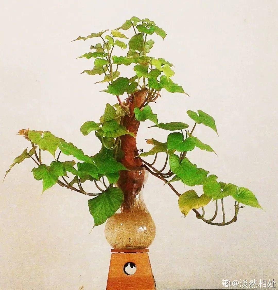 红薯|山药杆竖着都能长···还有啥不能养?玉米棒子活了