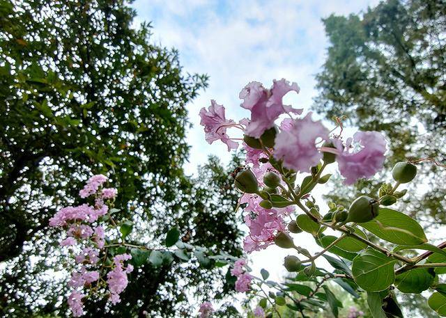 画面|三摄搭配夜景清晰，OPPO Reno4 Pro随拍体验