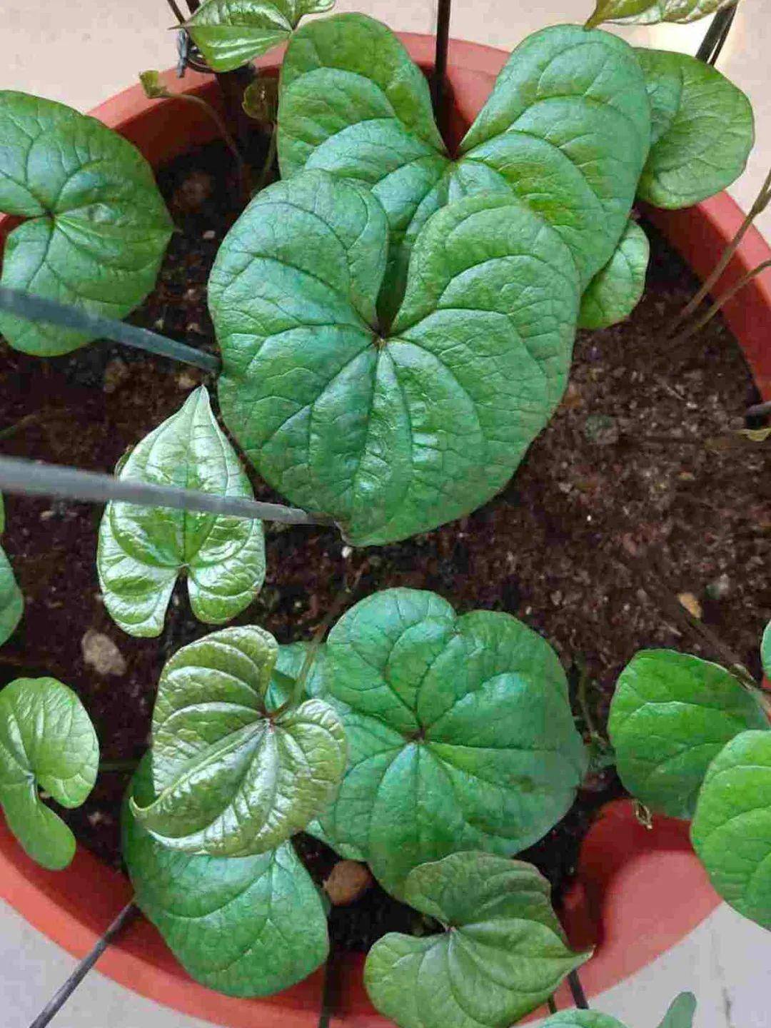 红薯|山药杆竖着都能长···还有啥不能养？玉米棒子活了