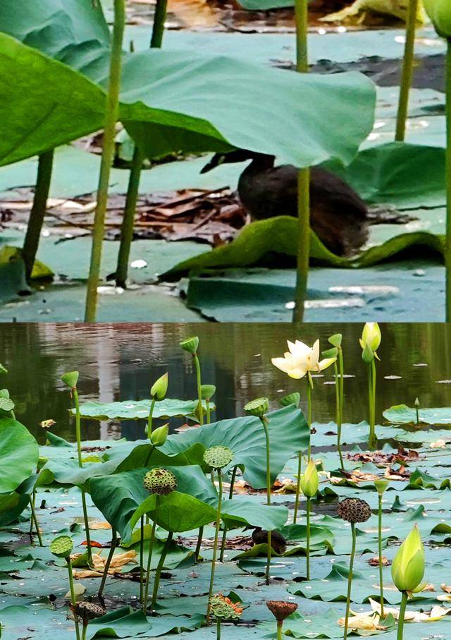 画面|三摄搭配夜景清晰，OPPO Reno4 Pro随拍体验