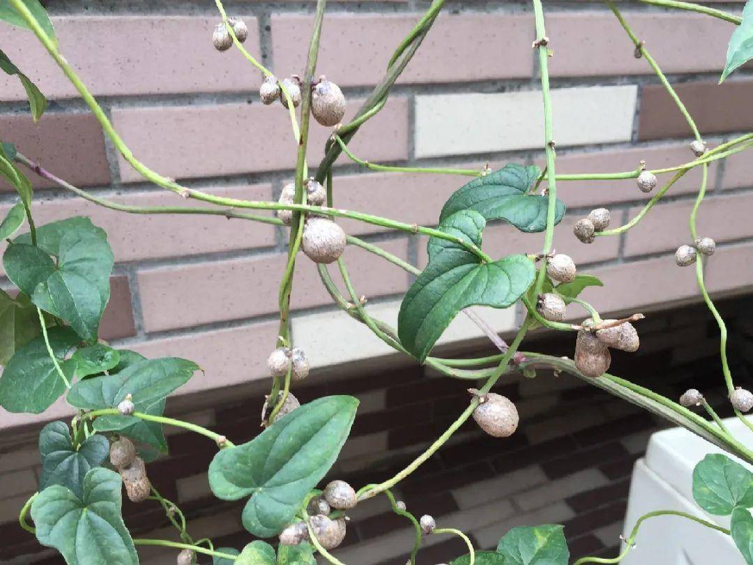 红薯|山药杆竖着都能长···还有啥不能养？玉米棒子活了