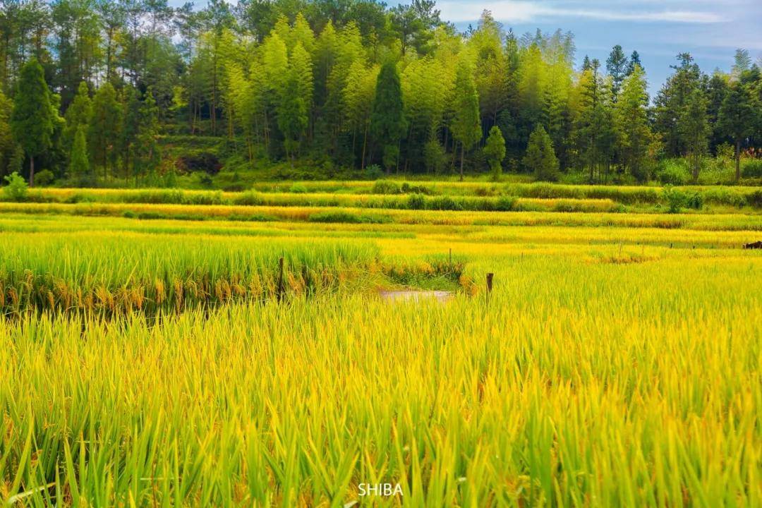 秋天,一定不要错过泰顺的这片乡村田野.