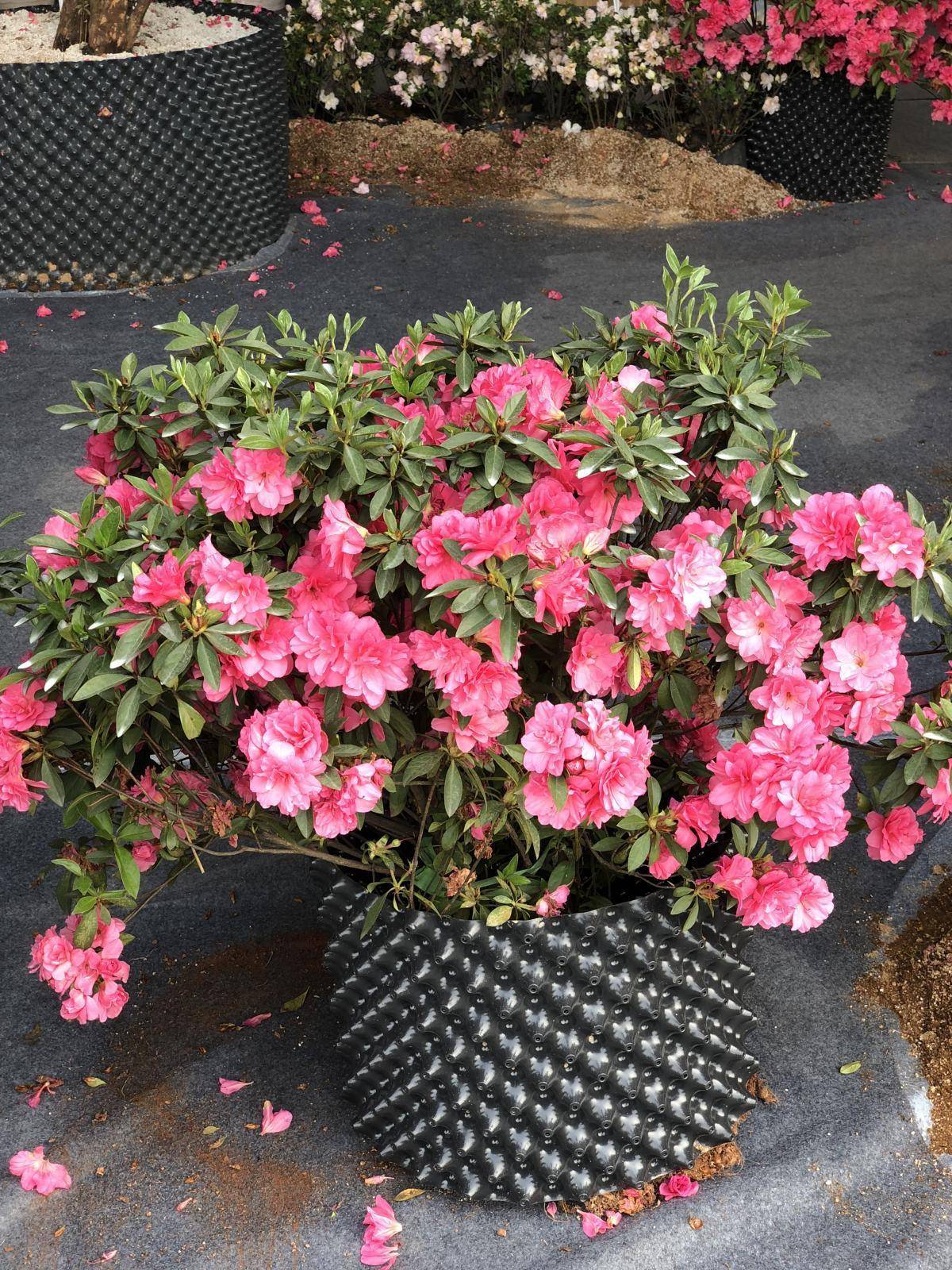 杜鹃花也是不得不提的一种喜欢酸的花卉，简直就是离开酸就活不了啊！虽