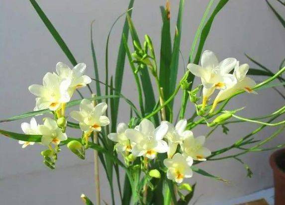 原创适合室内养的6种"香水花",随便养一盆,满屋都飘香