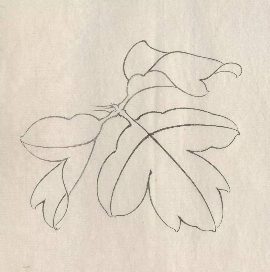 牡丹叶子的画法-工笔牡丹技法-图片
