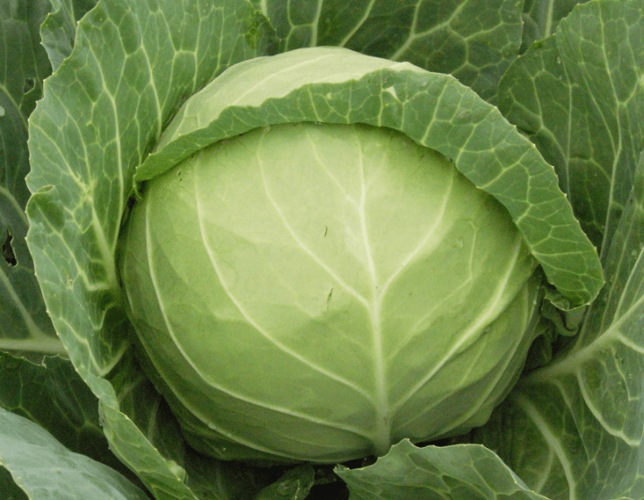 九个月可以吃什么蔬菜 124951674553411893efcebc229e8c2e.png