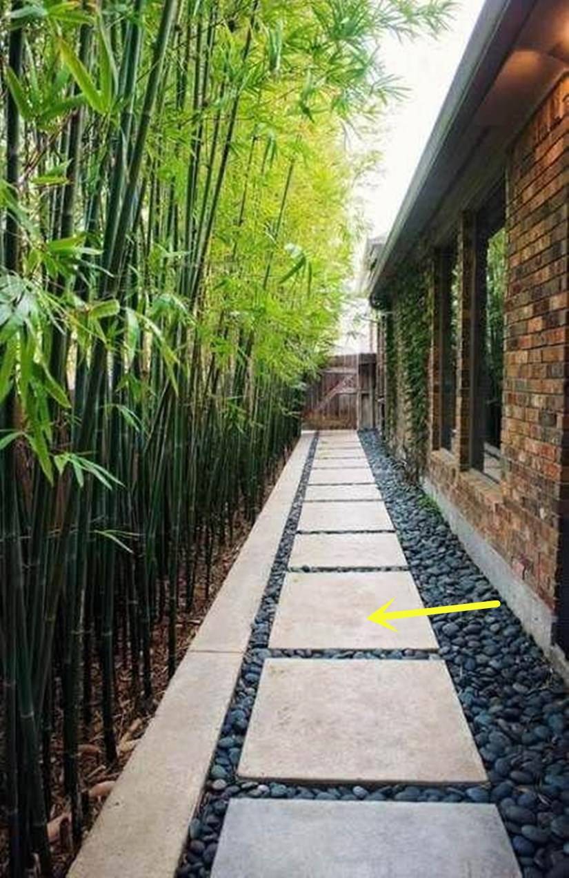 当家里有个后院,我就在围墙墙根处种上一排竹子,绿油油看着舒心