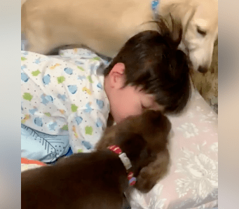 儿子总喜欢赖床，“心机”的妈妈果断开始养狗