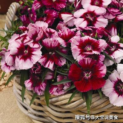 pp电子APP下载-
最擅长放养老公的四大生肖女 遇见了请珍惜(图2)