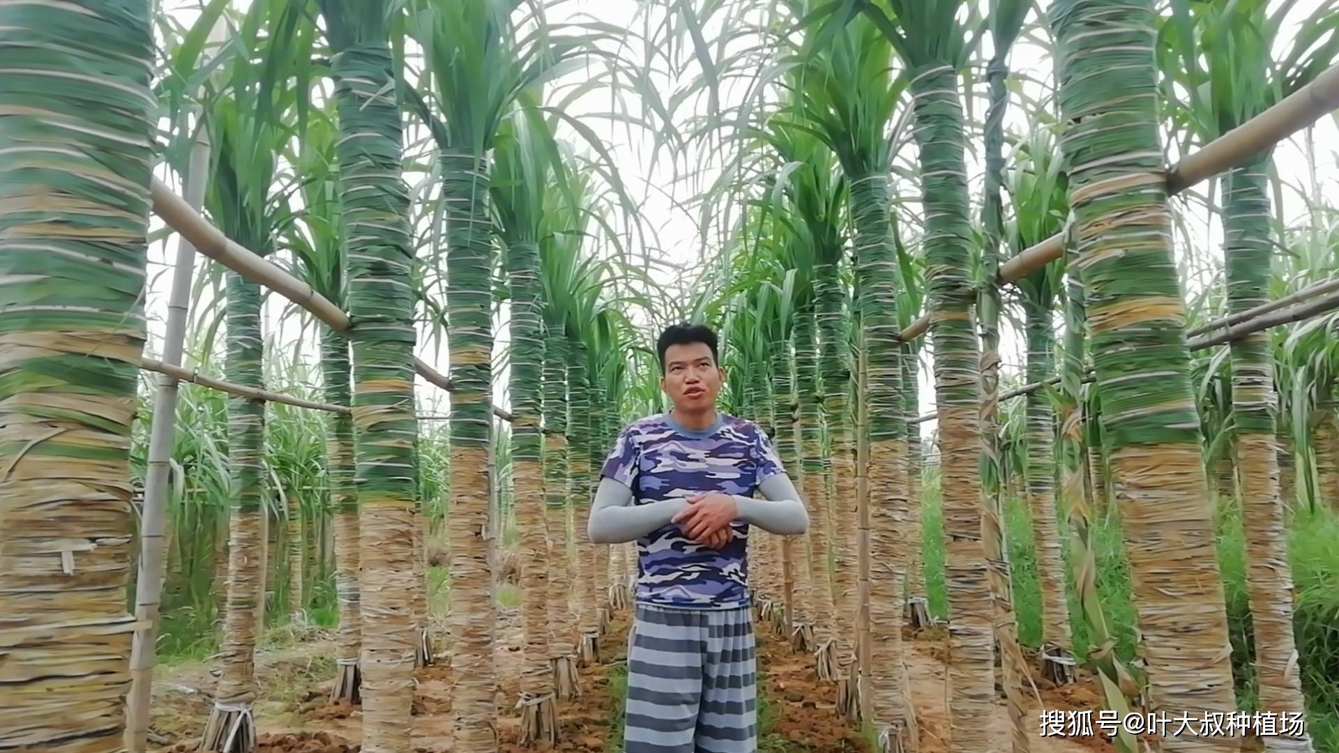 甘蔗什么时候种植最好北方 d4cdd3528d6b4ab29d5a6b52e1b61723.jpeg