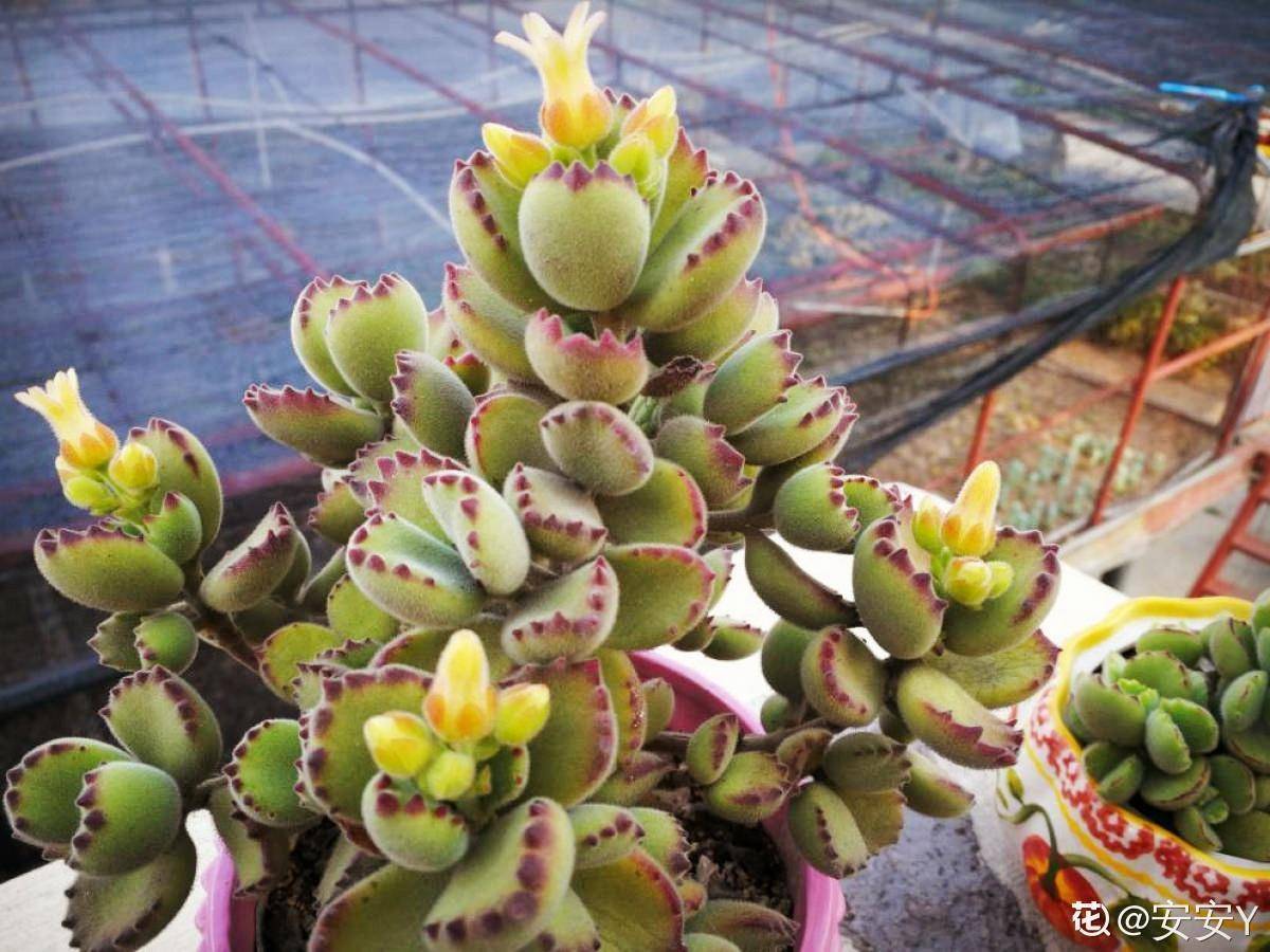 多肉怎么爆崽快 fd1ad6bcc1ac4c16be15bc48beb19787.jpeg
