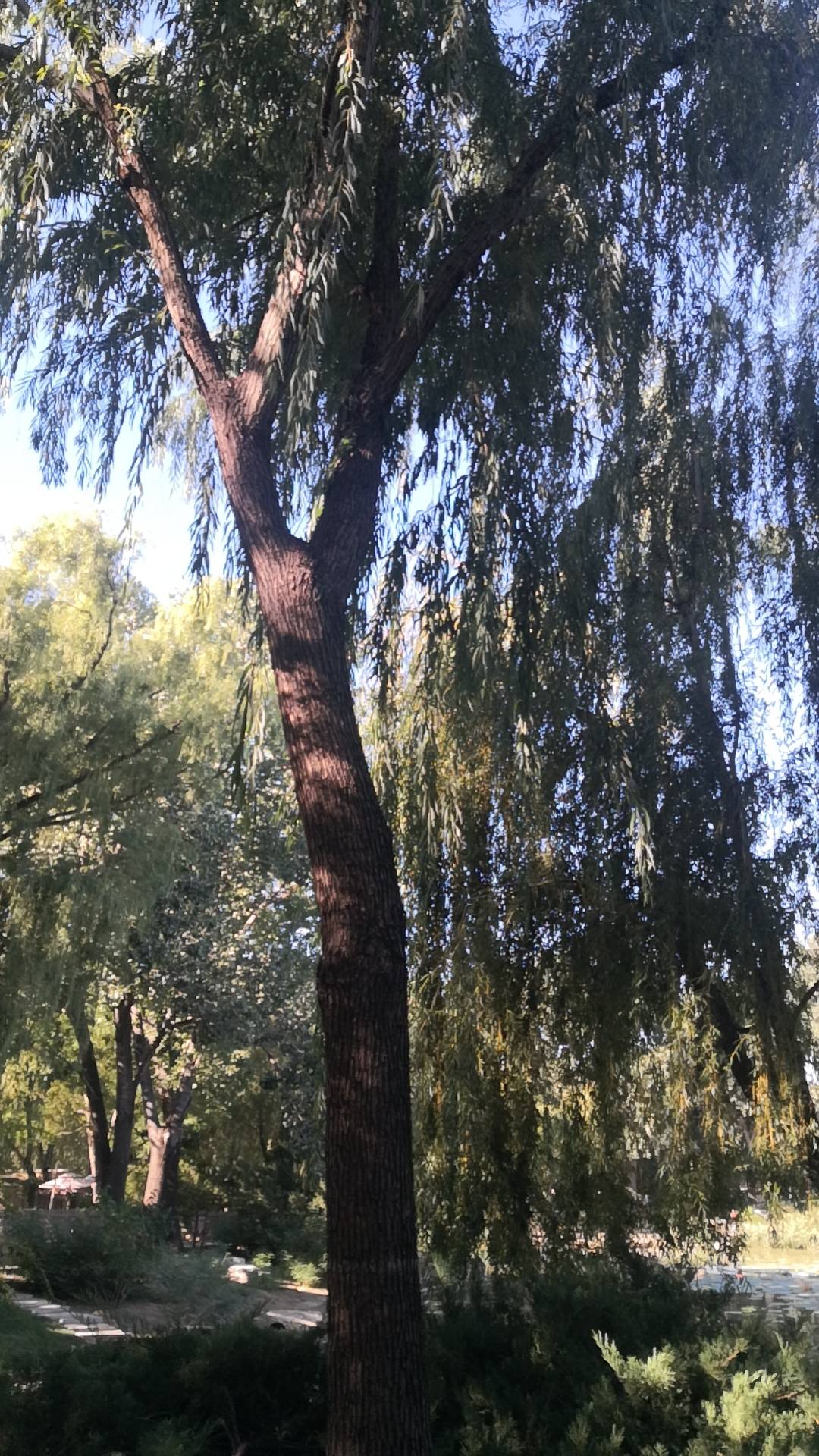 the|赵梅阳：致源儿（015）：写字（2020年9月18日）