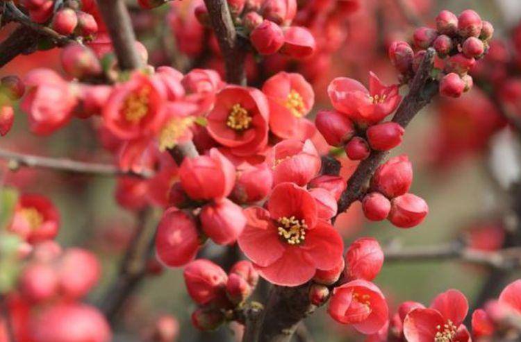什么花最好闻又漂亮 32f627db1efc404f970fd57570913300.jpeg