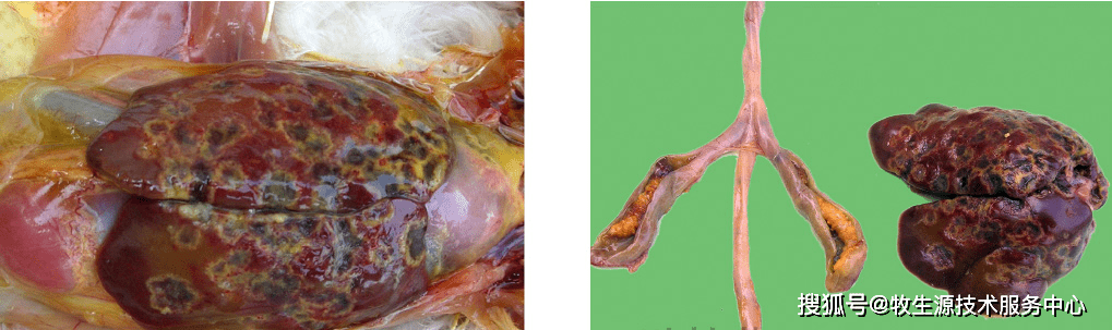 牧生源动保多图预警丨从肝脏病变鉴别常见鸡病