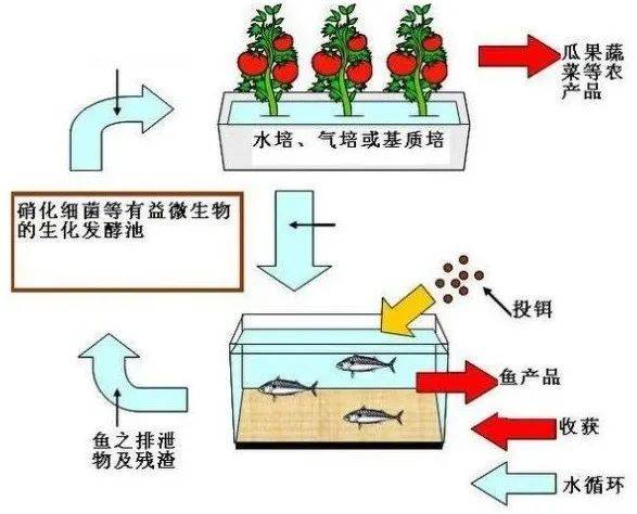 小鱼缸生态系统怎么搭_鱼缸生态系统图解(3)