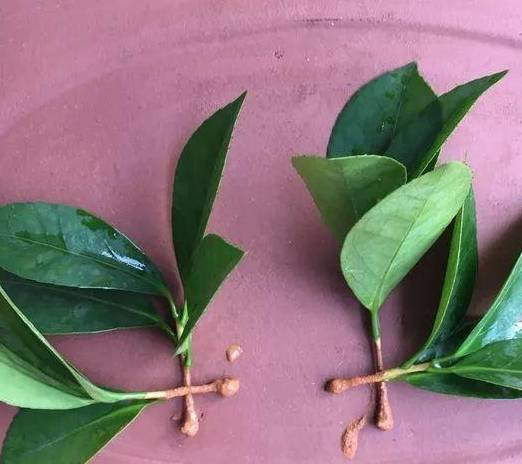 一点红怎么使用 a50e967e98c74380be8994dfbae021e4.jpeg