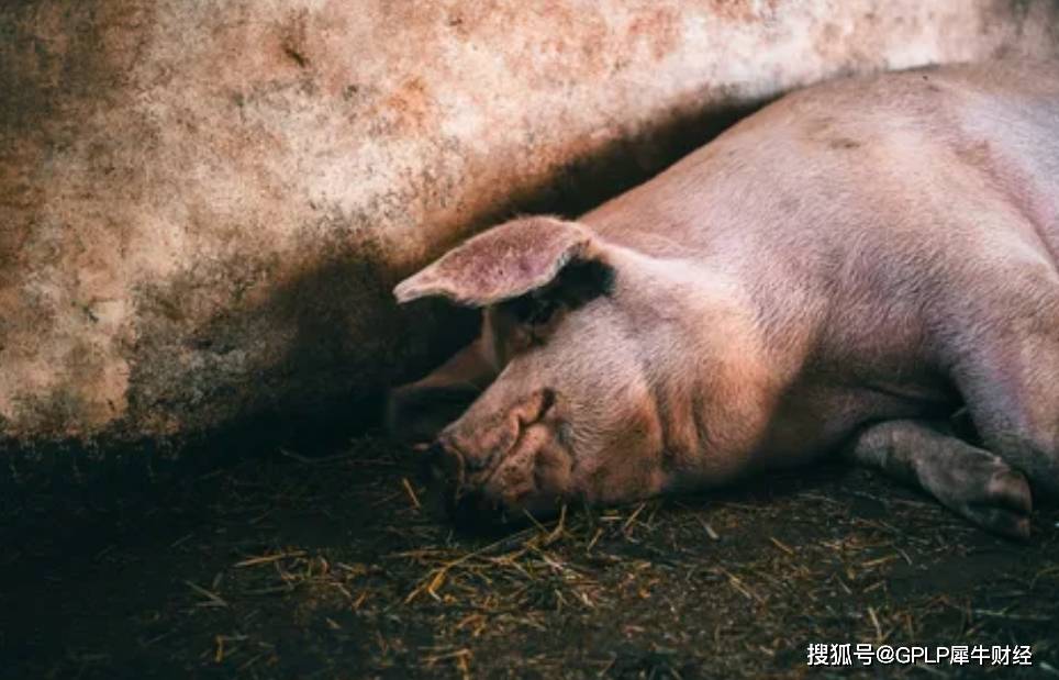 销售|8月猪肉涨价凶猛 温氏股份销量却降36.7% 原因并非不好卖