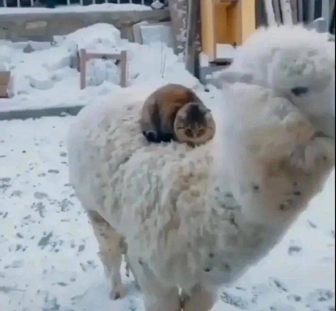 猫：管它什么生物，老子都敢盘！！