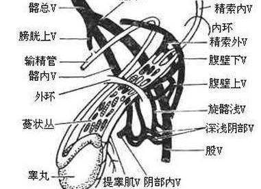 世禧家和精索炎如果不治疗的话能自愈吗