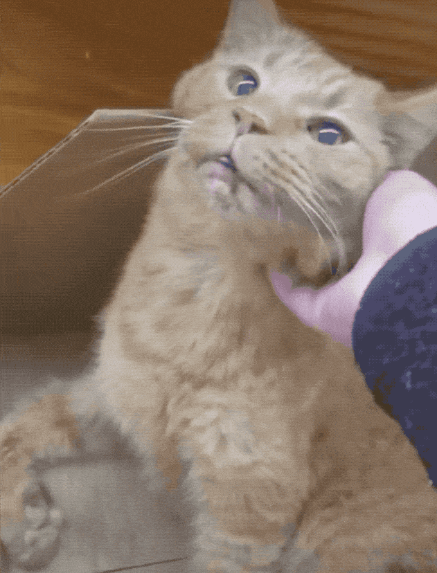 29岁老猫的一个举动，惹哭10万网友