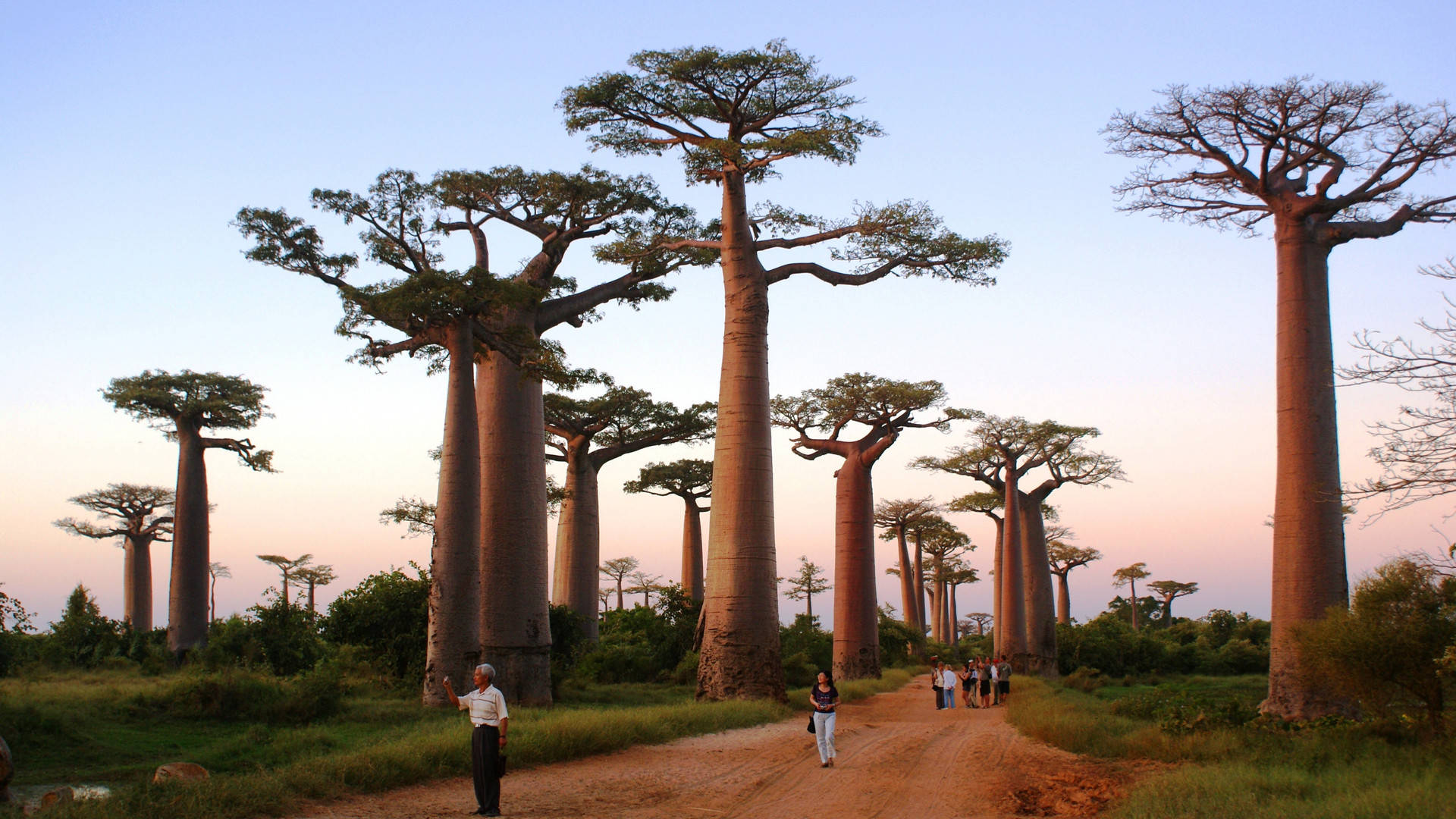 单是冲着“高颜值”的猴面包树，也值得去马达加斯加一趟