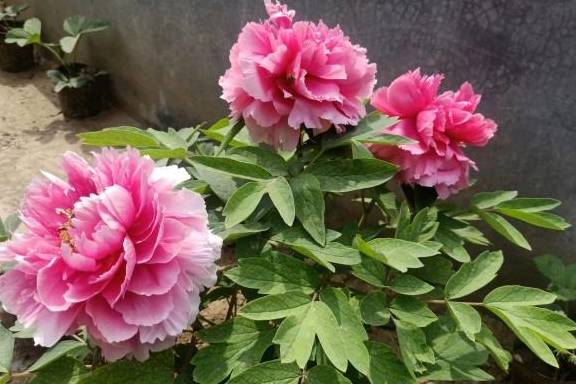 牡丹的花期是多长 070fe91944ff430bbc768566c9e051cb.jpeg