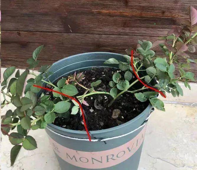 怎样可以快速长出侧芽 ac84dc0586ba485b8b1cd247bcce5503.jpeg