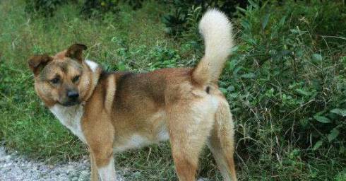 狗为啥吃素 ecb73f2a7eb24e0da783d0d3655b5823.jpeg