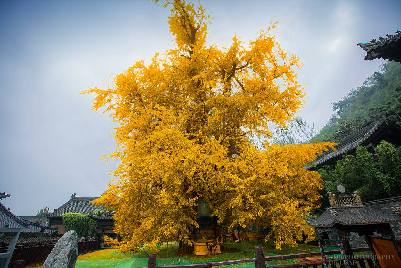 【深秋的银杏树摄影图片】西安汉阳陵生态摄影_西安老吴_太平洋电脑网摄影部落