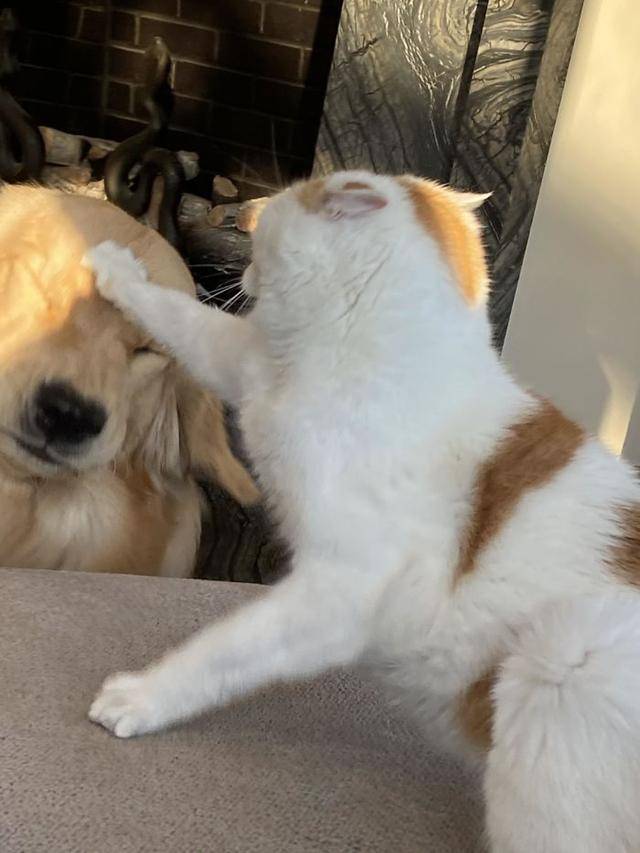 猫咪和狗的搞笑瞬间 95962d98800c4320802185dcaf9d8d39.jpeg