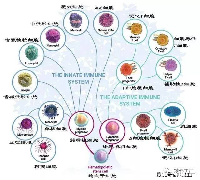 全区第103例造血干细胞捐献救助7岁患儿白血病防治任重道远