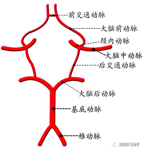 基底动脉环:又称willis环,是颅底最大的动脉吻合环,连合了颈内动脉和