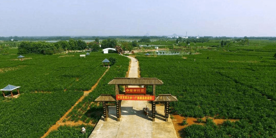 广西横县有多少人口_我国广西南宁市的横县,一座人口大县,经济发展或将更上