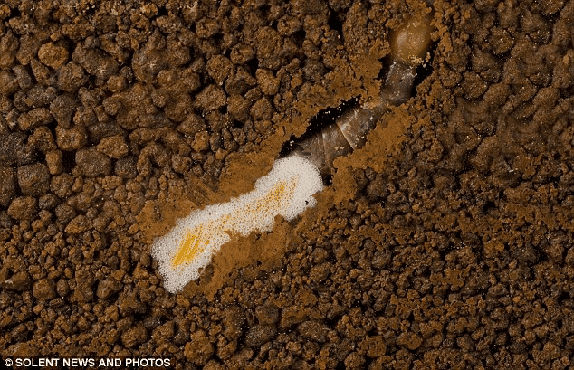 实拍蝗虫产卵全过程生殖器竟是身体的两倍长